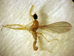 Phyllodromia scopulifera
