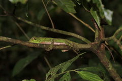 Enyalioides