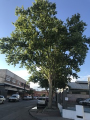 Platanus × hispanica