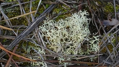 Cladonia confusa