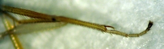 Phyllodromia scopulifera