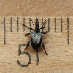 Stephanorhynchus crassus