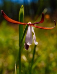 Cleistesiopsis