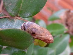 Phocides polybius phanias