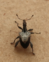 Stephanorhynchus crassus