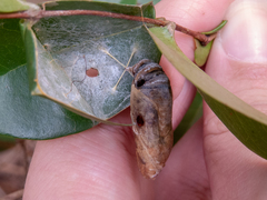 Phocides polybius phanias