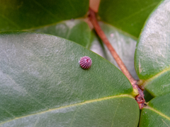 Phocides polybius phanias