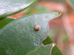 Phocides polybius phanias