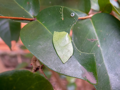 Phocides polybius phanias