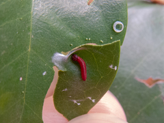 Phocides polybius phanias