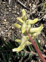 Astragalus tennesseensis