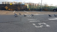 Columba livia