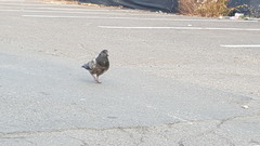 Columba livia