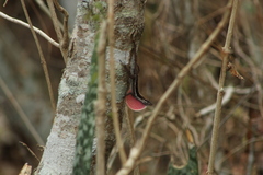 Anolis quercorum