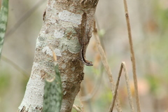 Anolis quercorum