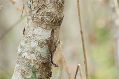 Anolis quercorum