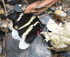 Heliconius eleuchia eleuchia