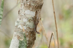 Anolis quercorum