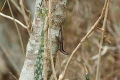 Anolis quercorum