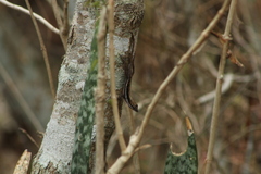 Anolis quercorum