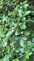 Cotoneaster divaricatus