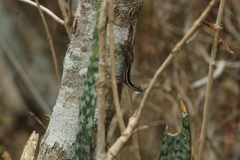 Anolis quercorum