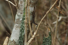 Anolis quercorum