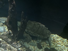 Macrochelys