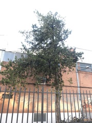 Cupressus arizonica