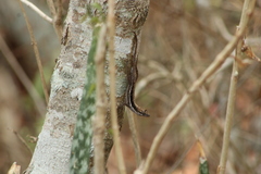 Anolis quercorum