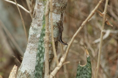 Anolis quercorum