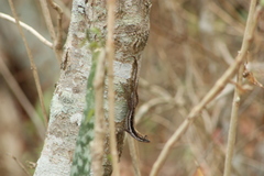 Anolis quercorum
