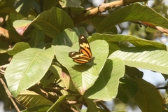 Heliconius ethilla