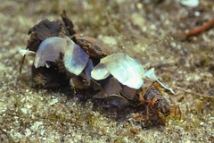 Limnephilus flavicornis