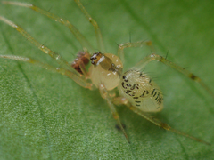 Phycosoma digitula