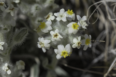 Oreocarya fulvocanescens