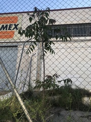 Ailanthus altissima