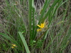 Silverleaf Stargrass - Photo (c) Dewald du Plessis, some rights reserved (CC BY-NC), uploaded by Dewald du Plessis