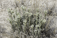 Oreocarya fulvocanescens