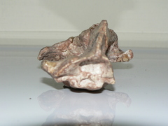 Cynodontia