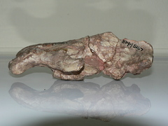 Cynodontia