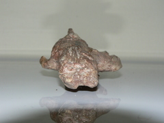 Cynodontia