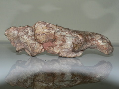 Cynodontia