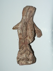 Cynodontia