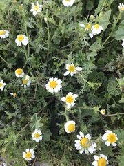 Anthemis arvensis