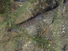 Cobitis taenia