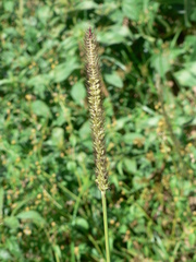 Setaria sphacelata sericea