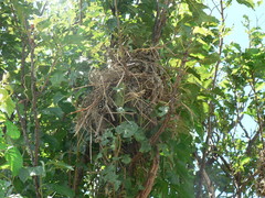 Amadina erythrocephala