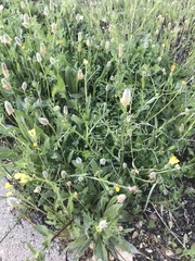 Plantago lanceolata