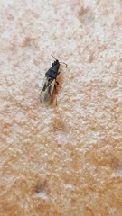 Metopoplax ditomoides